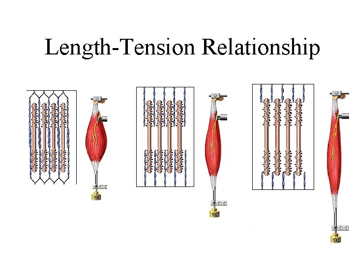 Length-Tension Relationship Length-Tension Relationship