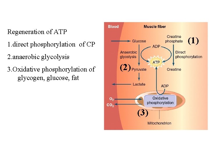Regeneration of ATP (1) 1. direct phosphorylation of CP 2. anaerobic glycolysis 3. Oxidative Regeneration of ATP (1) 1. direct phosphorylation of CP 2. anaerobic glycolysis 3. Oxidative