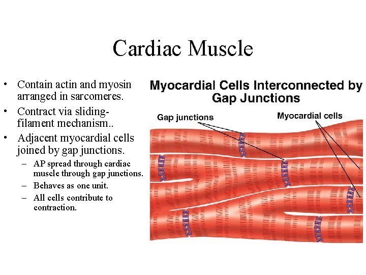 Cardiac Muscle • Contain actin and myosin arranged in sarcomeres. • Contract via slidingfilament Cardiac Muscle • Contain actin and myosin arranged in sarcomeres. • Contract via slidingfilament