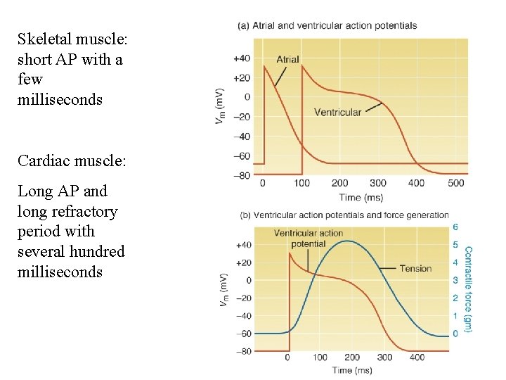 Skeletal muscle: short AP with a few milliseconds Cardiac muscle: Long AP and long Skeletal muscle: short AP with a few milliseconds Cardiac muscle: Long AP and long