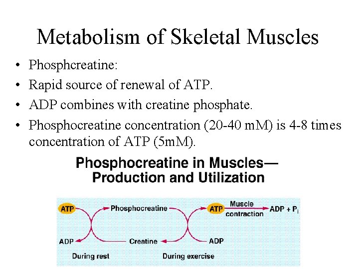 Metabolism of Skeletal Muscles • • Phosphcreatine: Rapid source of renewal of ATP. ADP Metabolism of Skeletal Muscles • • Phosphcreatine: Rapid source of renewal of ATP. ADP