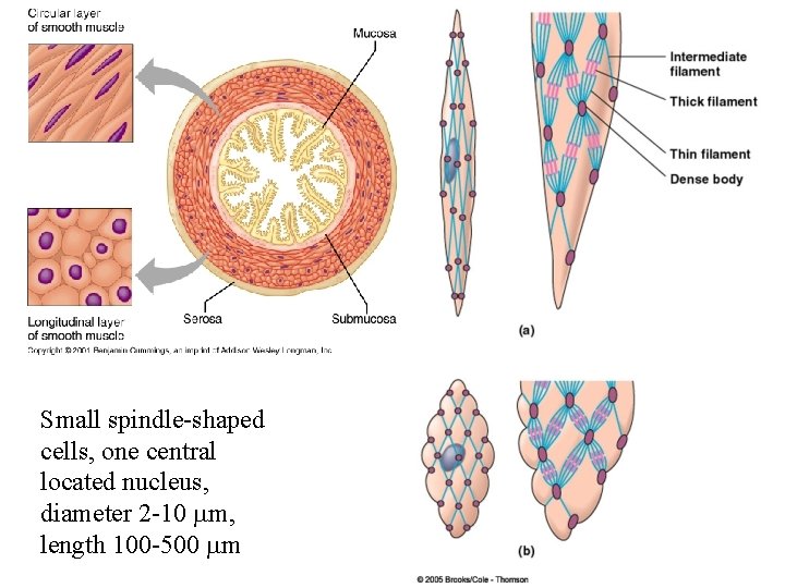 Small spindle-shaped cells, one central located nucleus, diameter 2 -10 mm, length 100 -500 Small spindle-shaped cells, one central located nucleus, diameter 2 -10 mm, length 100 -500