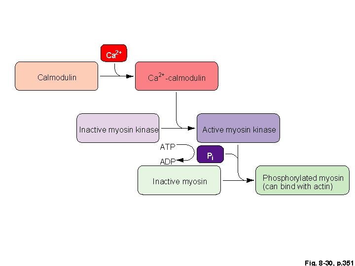 Ca 2+ Calmodulin Ca 2+ -calmodulin Inactive myosin kinase ATP ADP Pi Inactive myosin Ca 2+ Calmodulin Ca 2+ -calmodulin Inactive myosin kinase ATP ADP Pi Inactive myosin