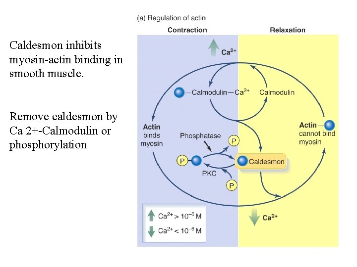 Caldesmon inhibits myosin-actin binding in smooth muscle. Remove caldesmon by Ca 2+-Calmodulin or phosphorylation Caldesmon inhibits myosin-actin binding in smooth muscle. Remove caldesmon by Ca 2+-Calmodulin or phosphorylation