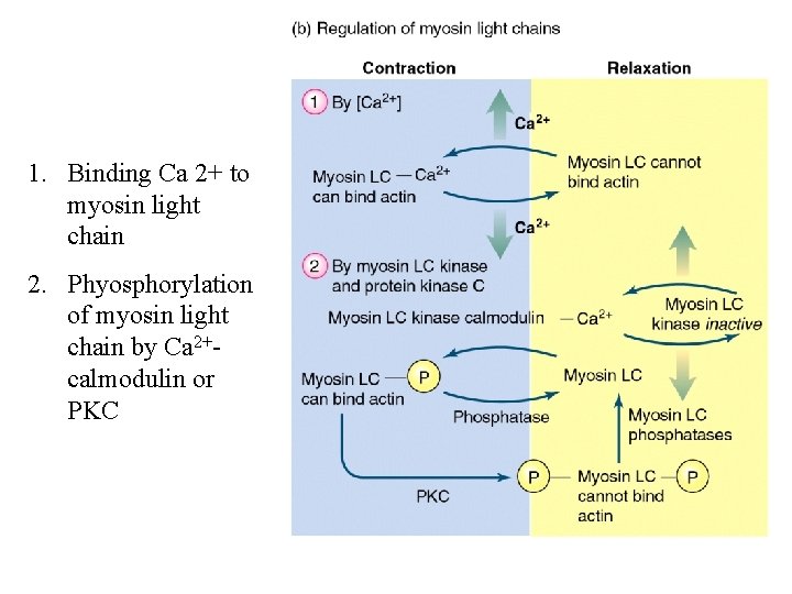 1. Binding Ca 2+ to myosin light chain 2. Phyosphorylation of myosin light chain 1. Binding Ca 2+ to myosin light chain 2. Phyosphorylation of myosin light chain
