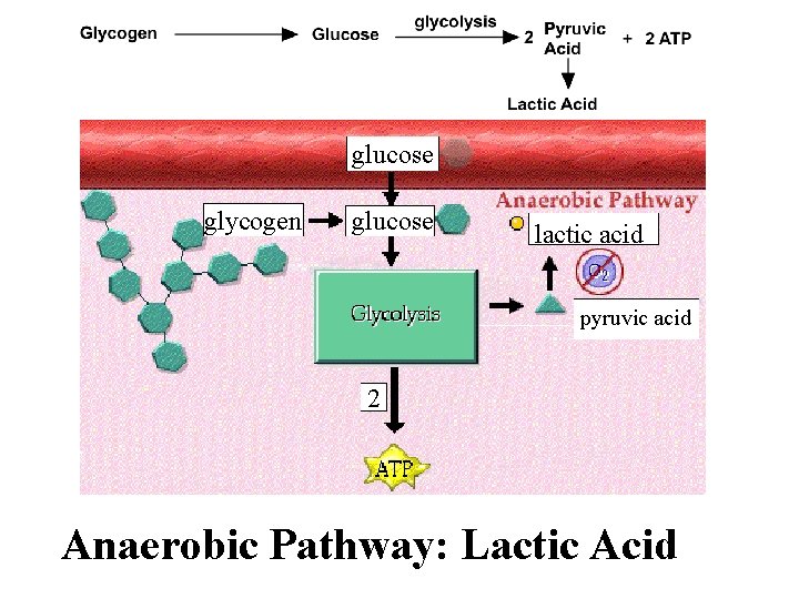 glucose glycogen glucose lactic acid pyruvic acid 2 Anaerobic Pathway: Lactic Acid glucose glycogen glucose lactic acid pyruvic acid 2 Anaerobic Pathway: Lactic Acid