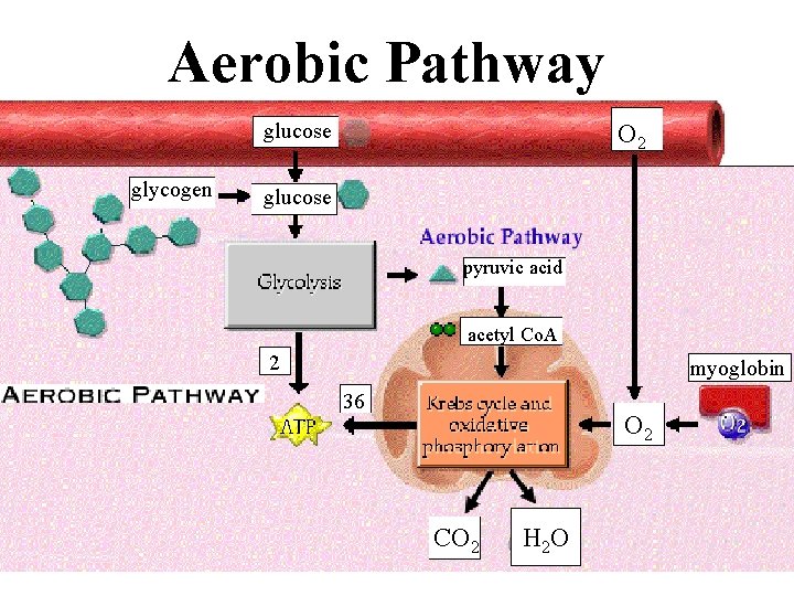 Aerobic Pathway glucose glycogen O 2 glucose pyruvic acid acetyl Co. A 2 myoglobin Aerobic Pathway glucose glycogen O 2 glucose pyruvic acid acetyl Co. A 2 myoglobin