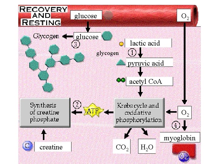 glucose O 2 glucose lactic acid glycogen pyruvic acid acetyl Co. A O 2 glucose O 2 glucose lactic acid glycogen pyruvic acid acetyl Co. A O 2