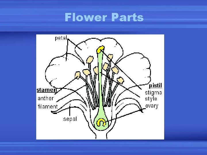 Seeds and Flowers Plant reproduction Plants without seeds
