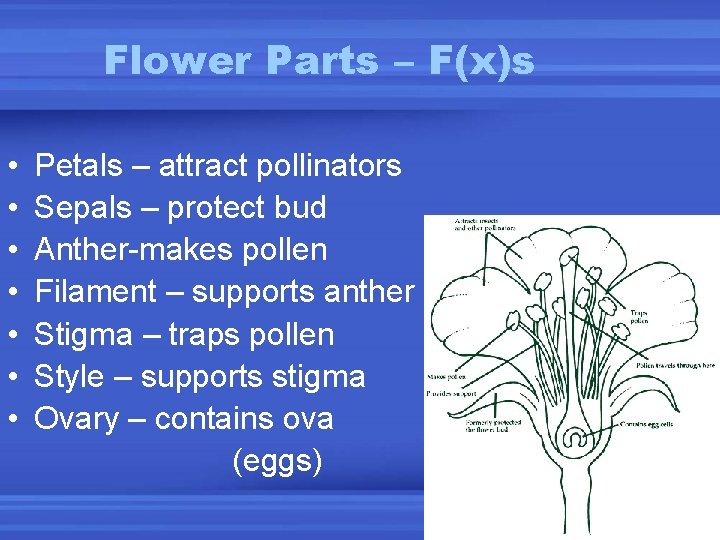 Seeds and Flowers Plant reproduction Plants without seeds