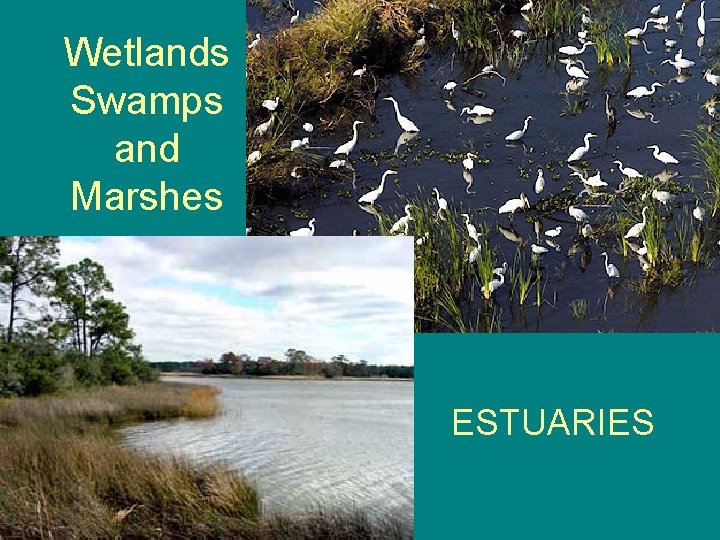 Wetlands Swamps and Marshes ESTUARIES 