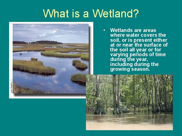 What is a Wetland? • Wetlands areas where water covers the soil, or is