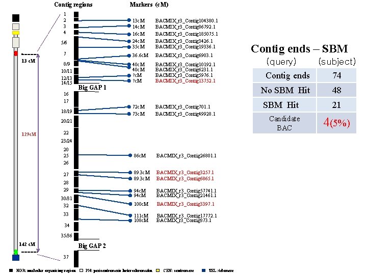 Contig regions 1 2 3 4 5/6 7 13 c. M 8/9 10/11 12/13 Contig regions 1 2 3 4 5/6 7 13 c. M 8/9 10/11 12/13