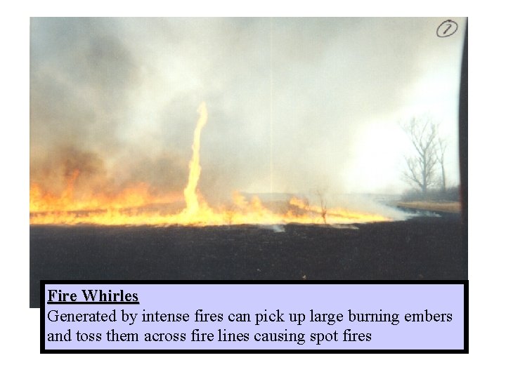 Fire Whirles Generated by intense fires can pick up large burning embers and toss