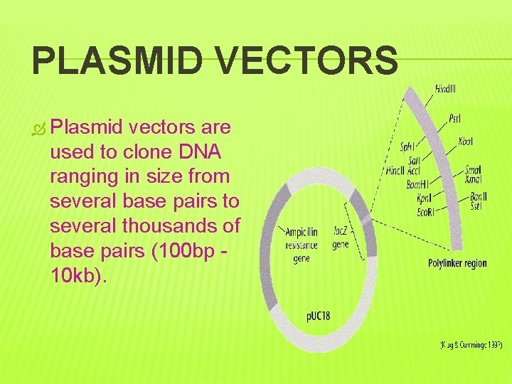 PLASMID VECTORS Plasmid vectors are used to clone DNA ranging in size from several