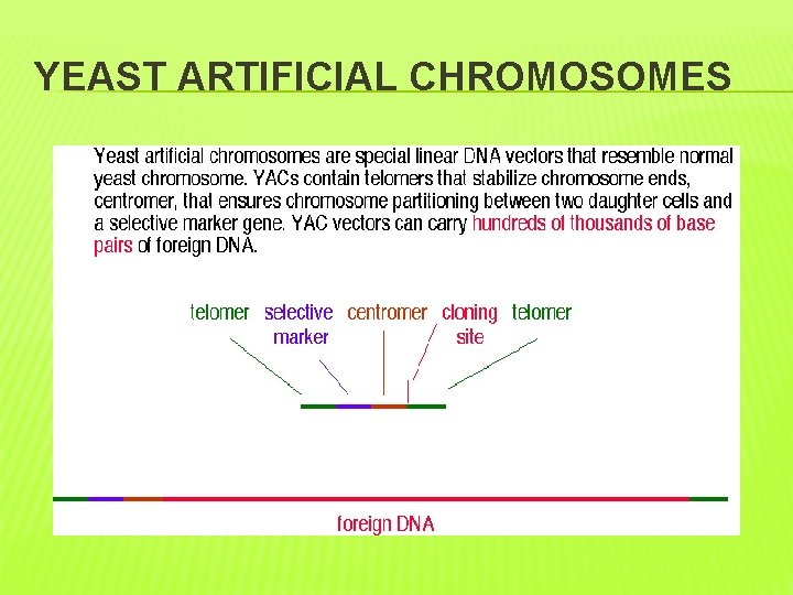 YEAST ARTIFICIAL CHROMOSOMES 