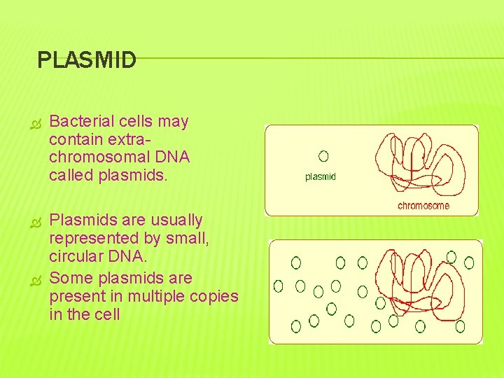  PLASMID Bacterial cells may contain extrachromosomal DNA called plasmids. Plasmids are usually represented