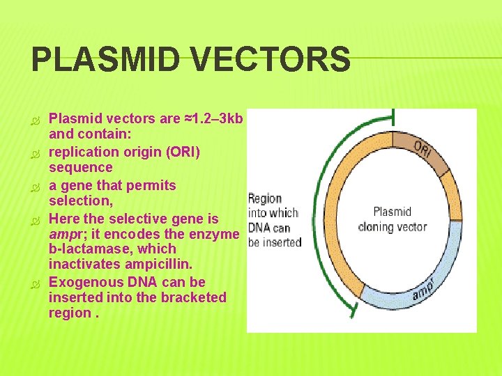 PLASMID VECTORS Plasmid vectors are ≈1. 2– 3 kb and contain: replication origin (ORI)