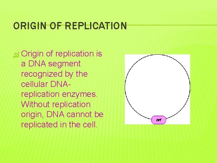 ORIGIN OF REPLICATION Origin of replication is a DNA segment recognized by the cellular