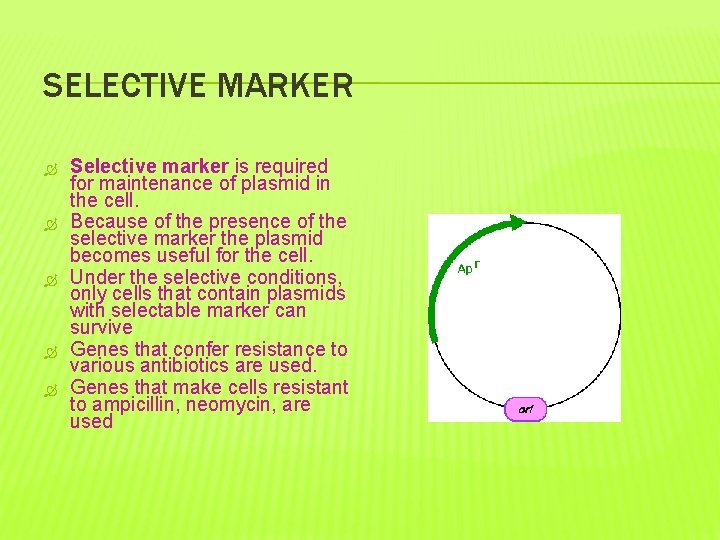 SELECTIVE MARKER Selective marker is required for maintenance of plasmid in the cell. Because