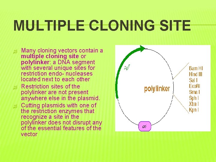 MULTIPLE CLONING SITE Many cloning vectors contain a multiple cloning site or polylinker: a