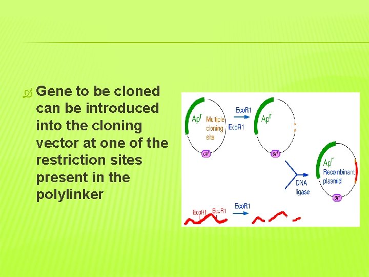  Gene to be cloned can be introduced into the cloning vector at one