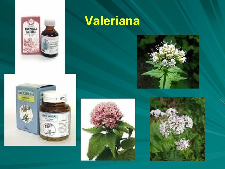 Valeriana 