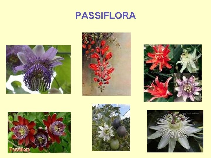 PASSIFLORA 