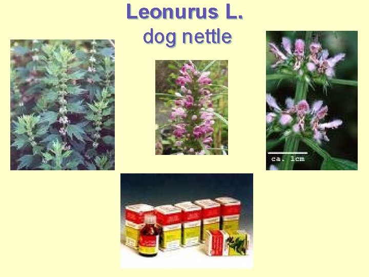 Leonurus L. dog nettle 