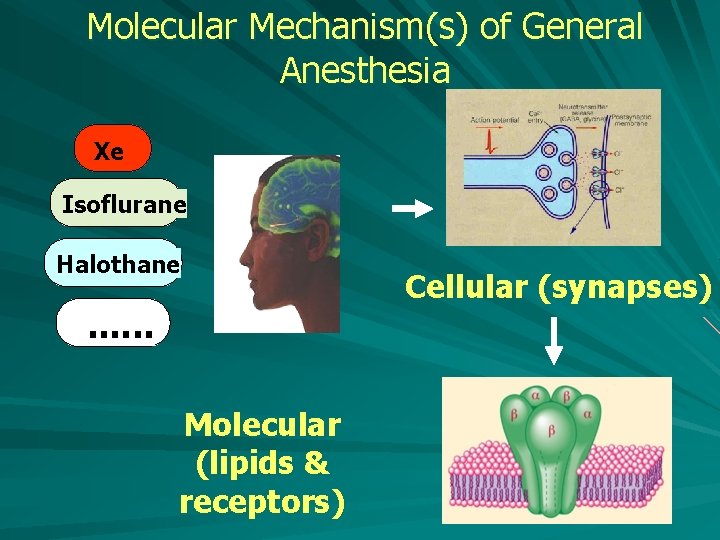 Molecular Mechanism(s) of General Anesthesia Xe Isoflurane Halothane . . . Molecular (lipids &