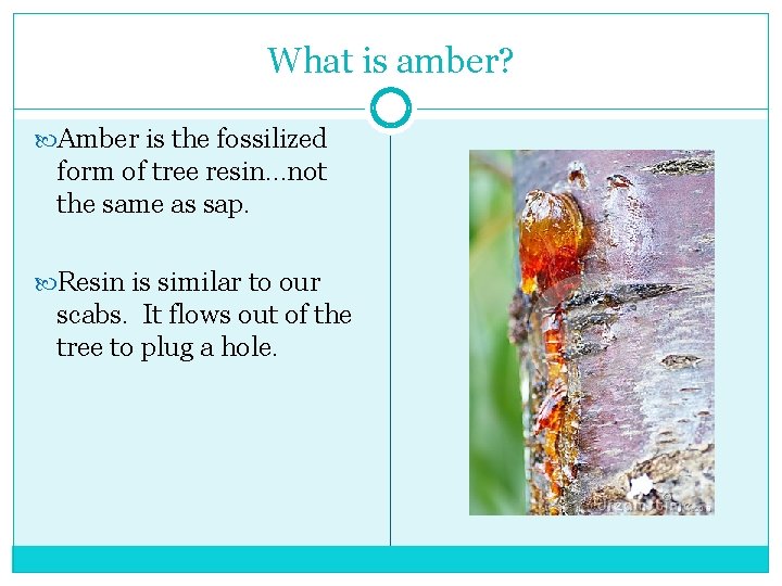 What is amber? Amber is the fossilized form of tree resin…not the same as