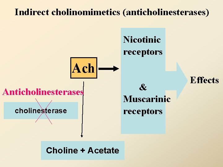 Indirect cholinomimetics (anticholinesterases) Nicotinic receptors Ach Anticholinesterases cholinesterase Choline + Acetate & Muscarinic receptors