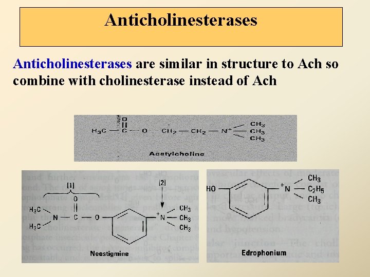 Anticholinesterases are similar in structure to Ach so combine with cholinesterase instead of Ach