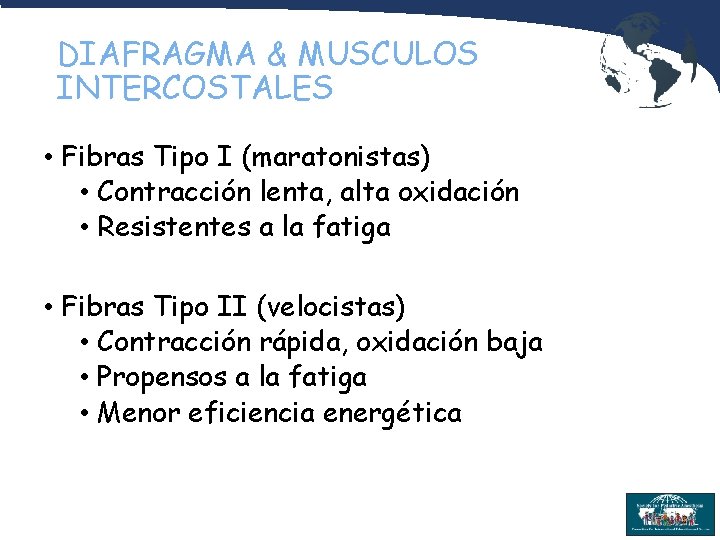 DIAFRAGMA & MUSCULOS INTERCOSTALES • Fibras Tipo I (maratonistas) • Contracción lenta, alta oxidación