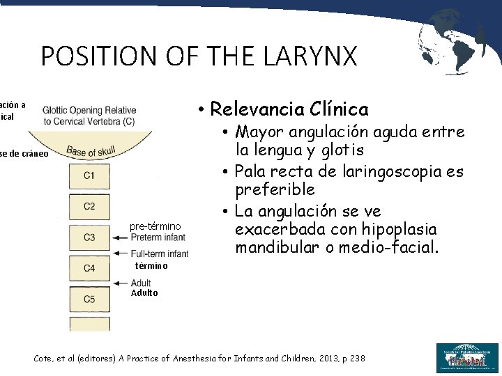 POSITION OF THE LARYNX • Relevancia Clínica ación a vical se de cráneo pre-término