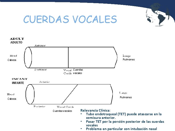 CUERDAS VOCALES ADULTO Pulmones Cabeza Cuerdas vocales INFANTE Pulmones Cabeza Cuerdas vocales Relevancia Clínica: