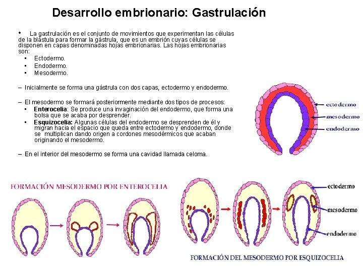 Desarrollo embrionario: Gastrulación • La gastrulación es el conjunto de movimientos que experimentan las