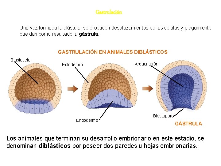 Gastrulación Una vez formada la blástula, se producen desplazamientos de las células y plegamiento