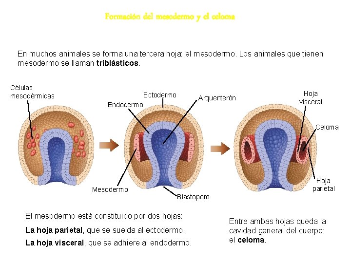 Formación del mesodermo y el celoma En muchos animales se forma una tercera hoja: