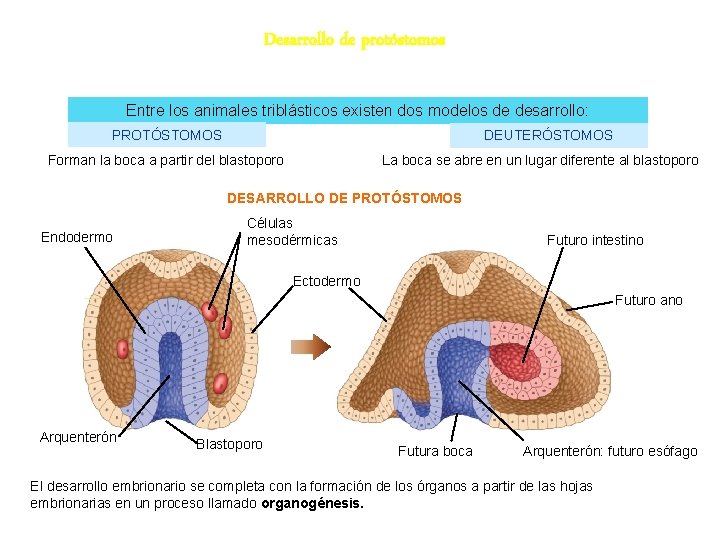 Desarrollo de protóstomos Entre los animales triblásticos existen dos modelos de desarrollo: PROTÓSTOMOS DEUTERÓSTOMOS