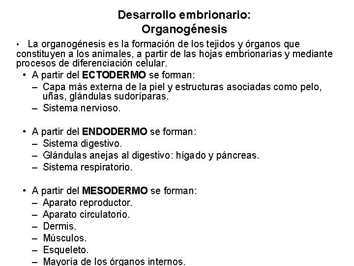 Desarrollo embrionario: Organogénesis La organogénesis es la formación de los tejidos y órganos que