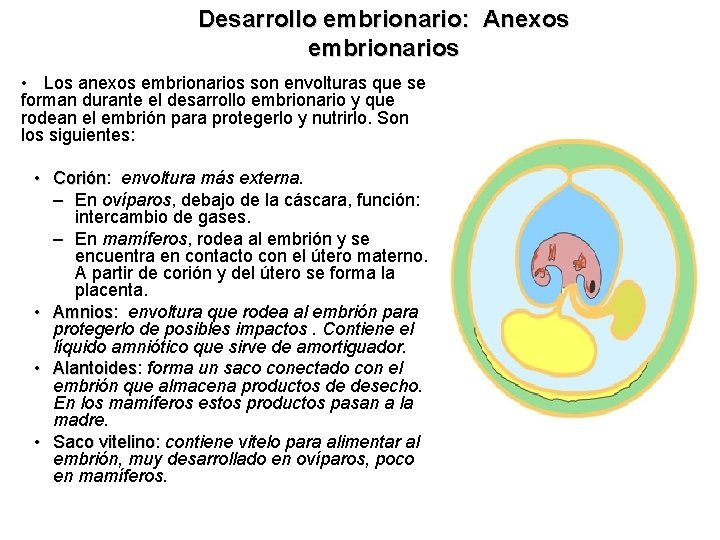 Desarrollo embrionario: Anexos embrionarios Los anexos embrionarios son envolturas que se forman durante el