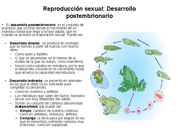 Reproducción sexual: Desarrollo postembrionario • El desarrollo postembrionario es el conjunto de procesos que