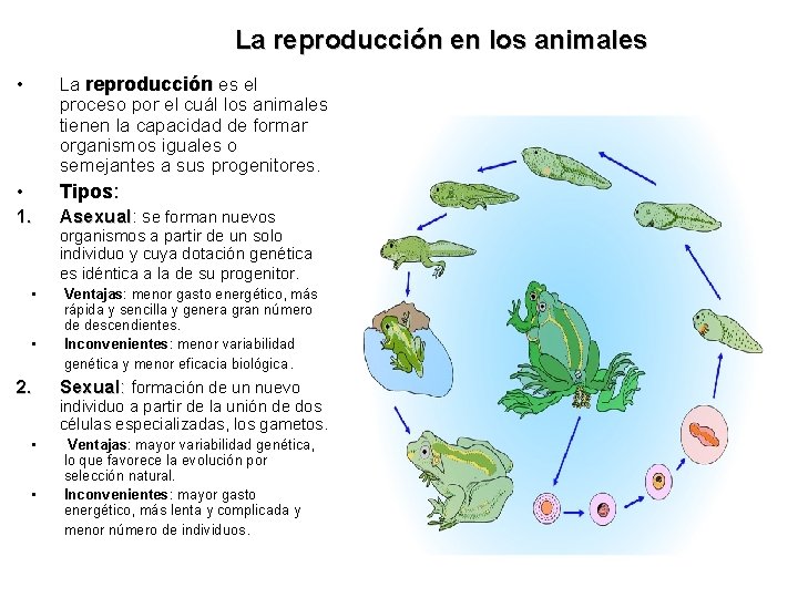 La reproducción en los animales • La reproducción es el proceso por el cuál