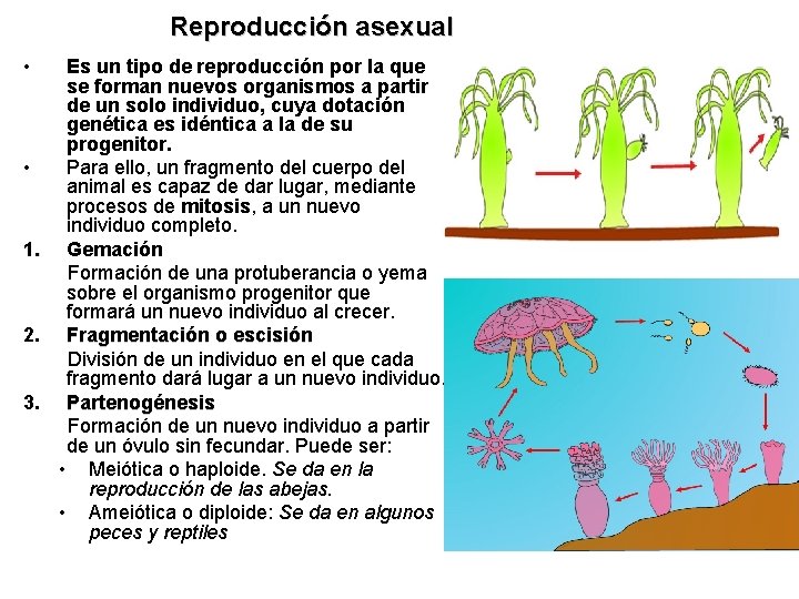 Reproducción asexual • Es un tipo de reproducción por la que se forman nuevos