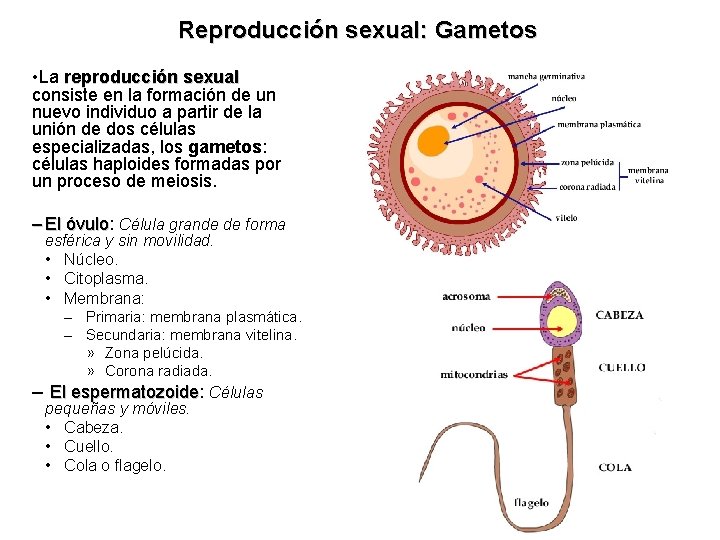 Reproducción sexual: Gametos • La reproducción sexual consiste en la formación de un nuevo