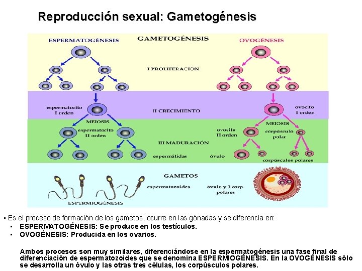 Reproducción sexual: Gametogénesis • Es el proceso de formación de los gametos, ocurre en