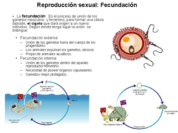 Reproducción sexual: Fecundación • La fecundación: Es el proceso de unión de los gametos