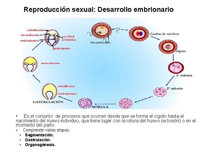 Reproducción sexual: Desarrollo embrionario • Es el conjunto de procesos que ocurren desde que
