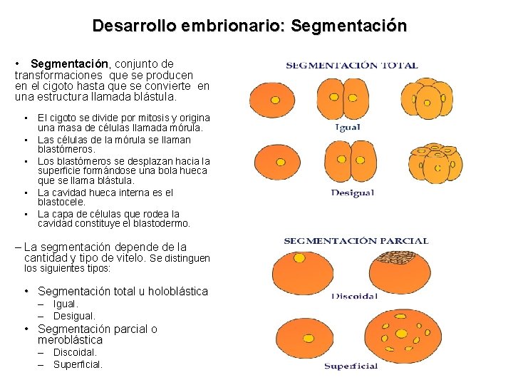 Desarrollo embrionario: Segmentación • Segmentación, conjunto de transformaciones que se producen en el cigoto